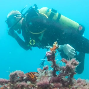 NAUI Master Scuba Diver