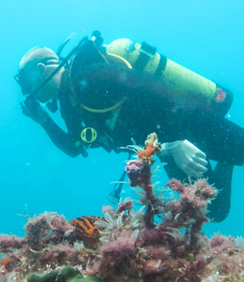 Mergulhador de scuba com cilindro observando vida marinha e recifes de corais no fundo do mar em Florianópolis.