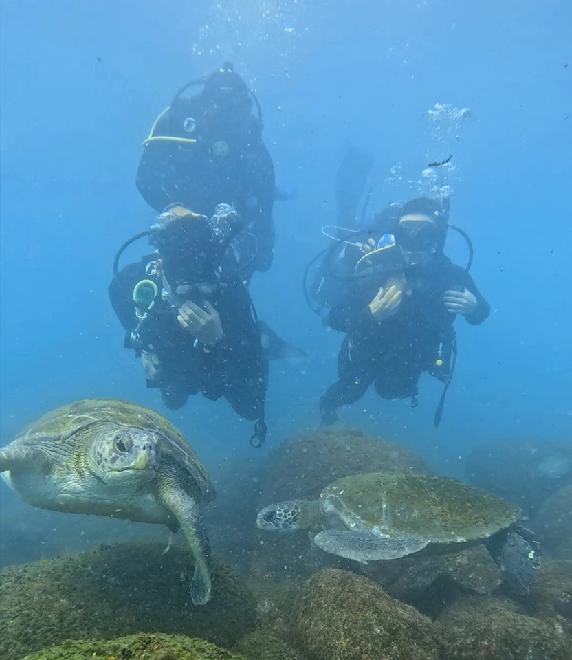 Mergulho de batismo com cilindro ao lado de uma tartaruga marinha na Ilha do Xavier em Florianópolis.