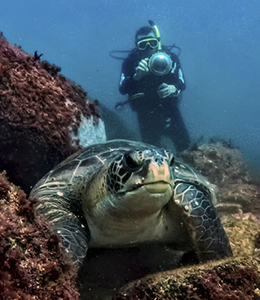 Encontro inesquecível com tartarugas marinas nas águas cristalinas de Florianópolis.
