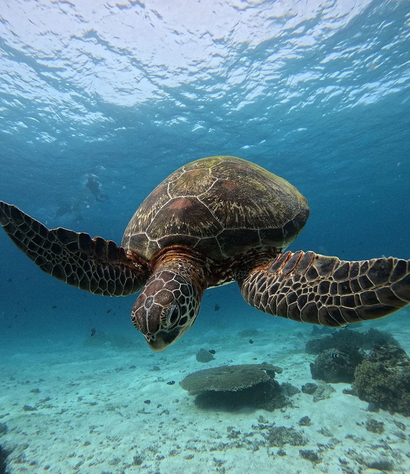 Tartaruga marinha nadando no mar da Ilha do Xavier durante passeio de snorkeling em Florianópolis.